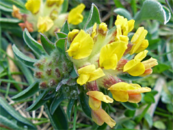 Yellow and red flowers