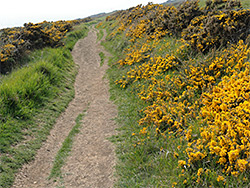 Gorse by the path
