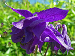 Purple flowers