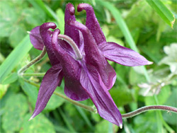 Dark pink flowers