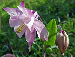 Leaf and flowers