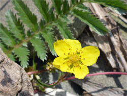 Flower and leaf