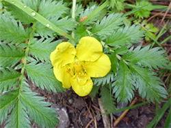 Yellow petals