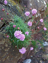 Flowers and leaves of sea thrift