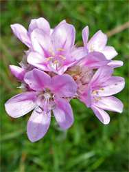 Pale pink flowers