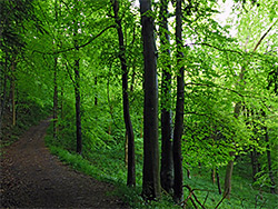 Beech trees