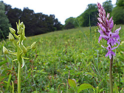 Two orchids