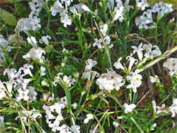 Many white flowers