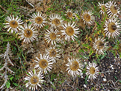 Carline thistle