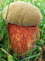 Devil's bolete