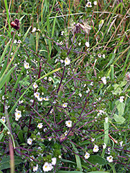 Chalk eyebright