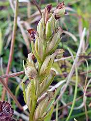 Frog orchid
