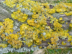 Golden shield lichen