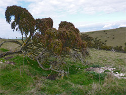 Leaning juniper tree