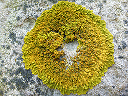 Golden shield lichen
