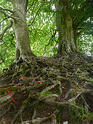 Ribbons on roots