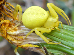 Crab spider