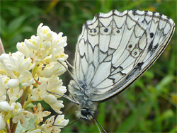 Marbled white