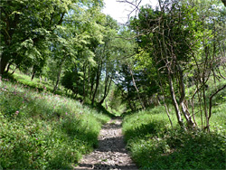 Path through the Gully