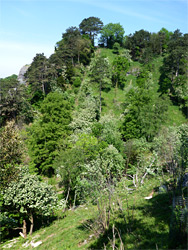 Wooded slope