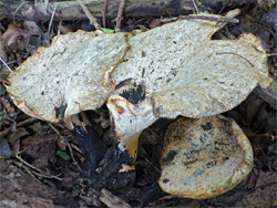 Dryad's saddle