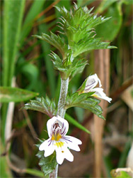 Eyebright