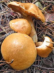 Bovine bolete