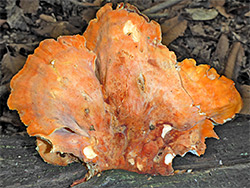 Chicken of the woods