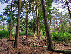 Bushes and conifers