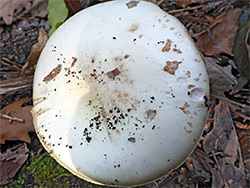 False deathcap