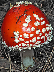 Fly agaric