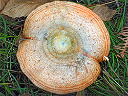 Saffron milkcap