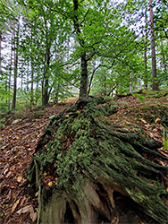 Tree stump