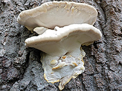 White cheese polypore