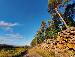 Woodpile