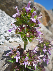 Flowering stem