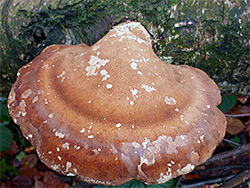 Birch polypore