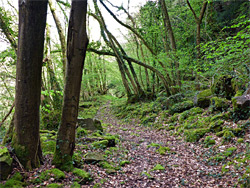 Rocks and trees