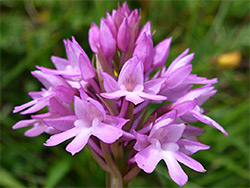 Pyramidal orchid