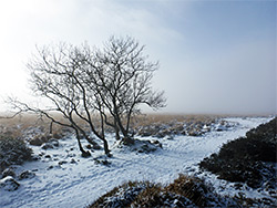 Snow and mist