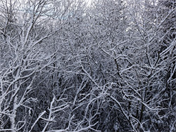 Snow-covered branches