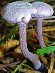 Amethyst deceiver