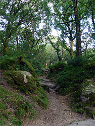 Woodland path