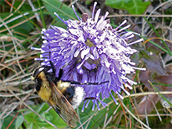 Bee on scabious flower
