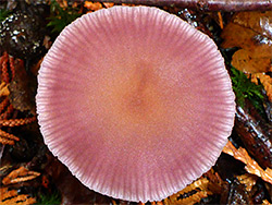 Amethyst deceiver