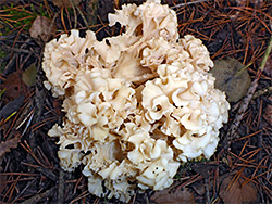 Cauliflower fungus