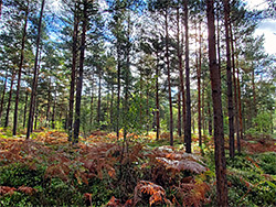 Conifers and ferns