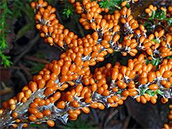 Insect egg slime