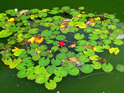 Lily pads