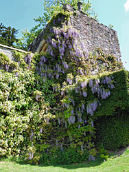 Wisteria